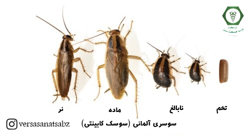 چرخه زندگی سوسک آلمانی، سوسک ریز، سوسک کابینت، سوسک آشپزخانه